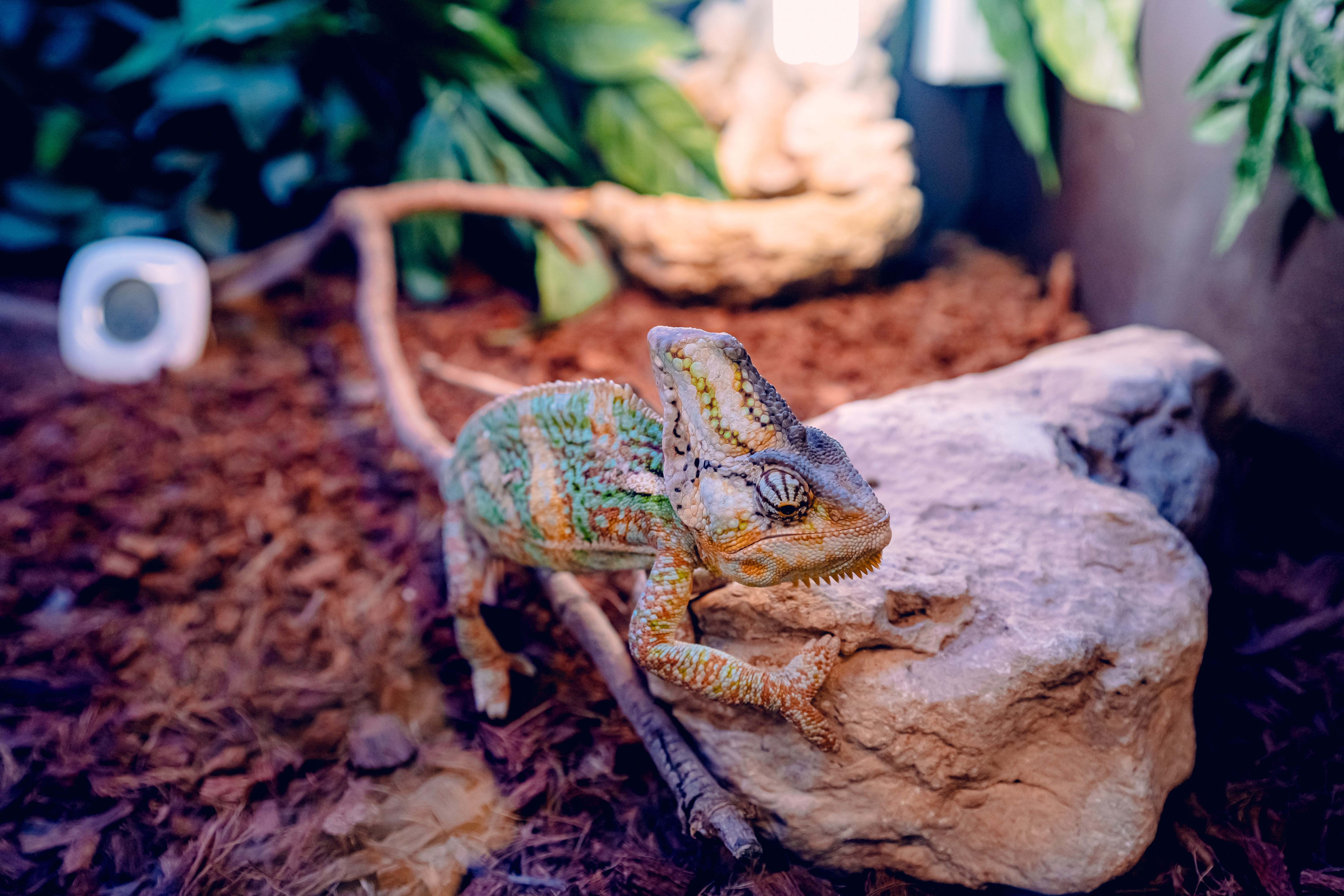 Jak zaaranżować naturalne środowisko w terrarium?