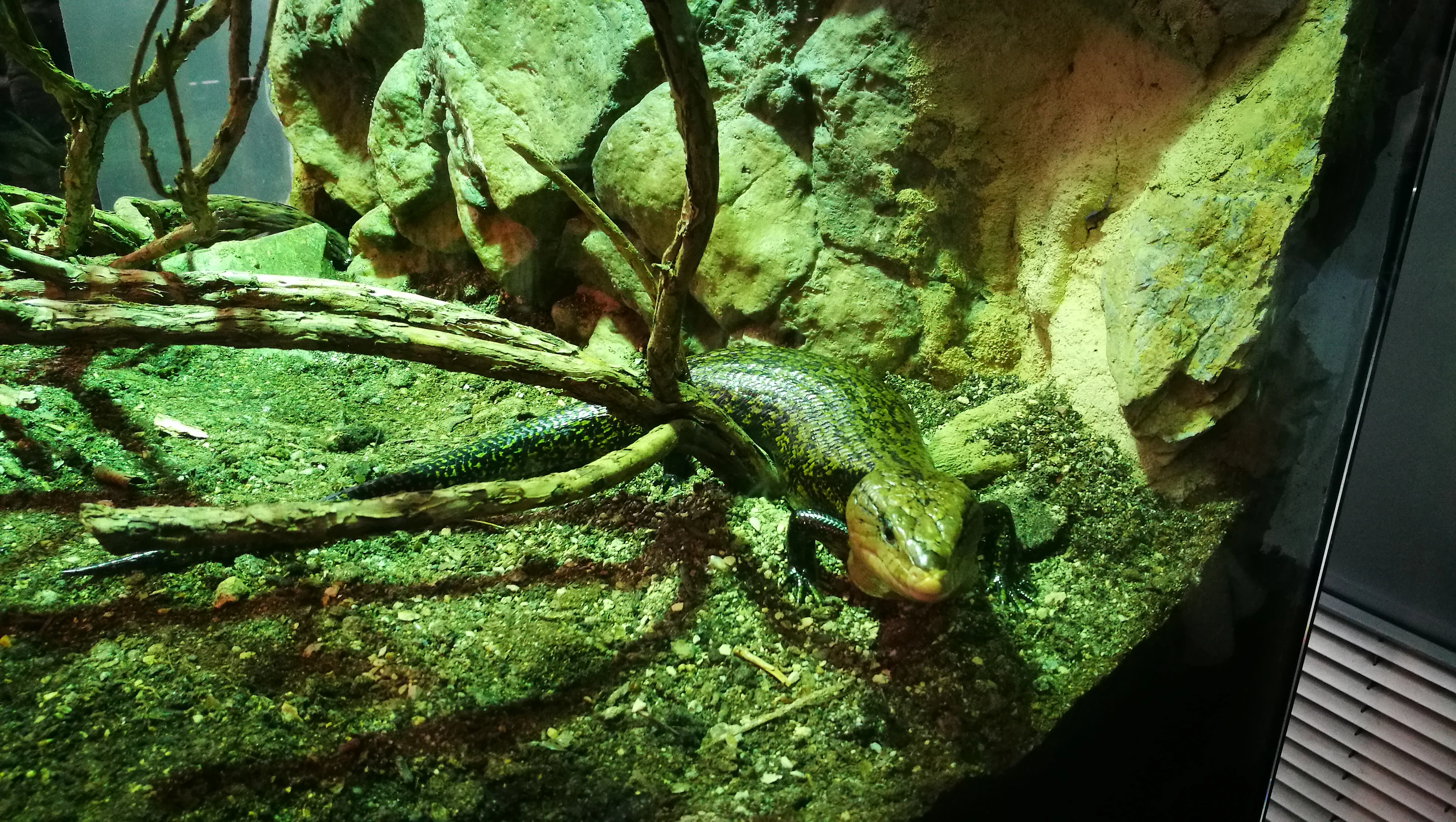 Top 5 gadżetów do terrarium - co warto mieć? Top 5 gadżetów do terrarium - co warto mieć?