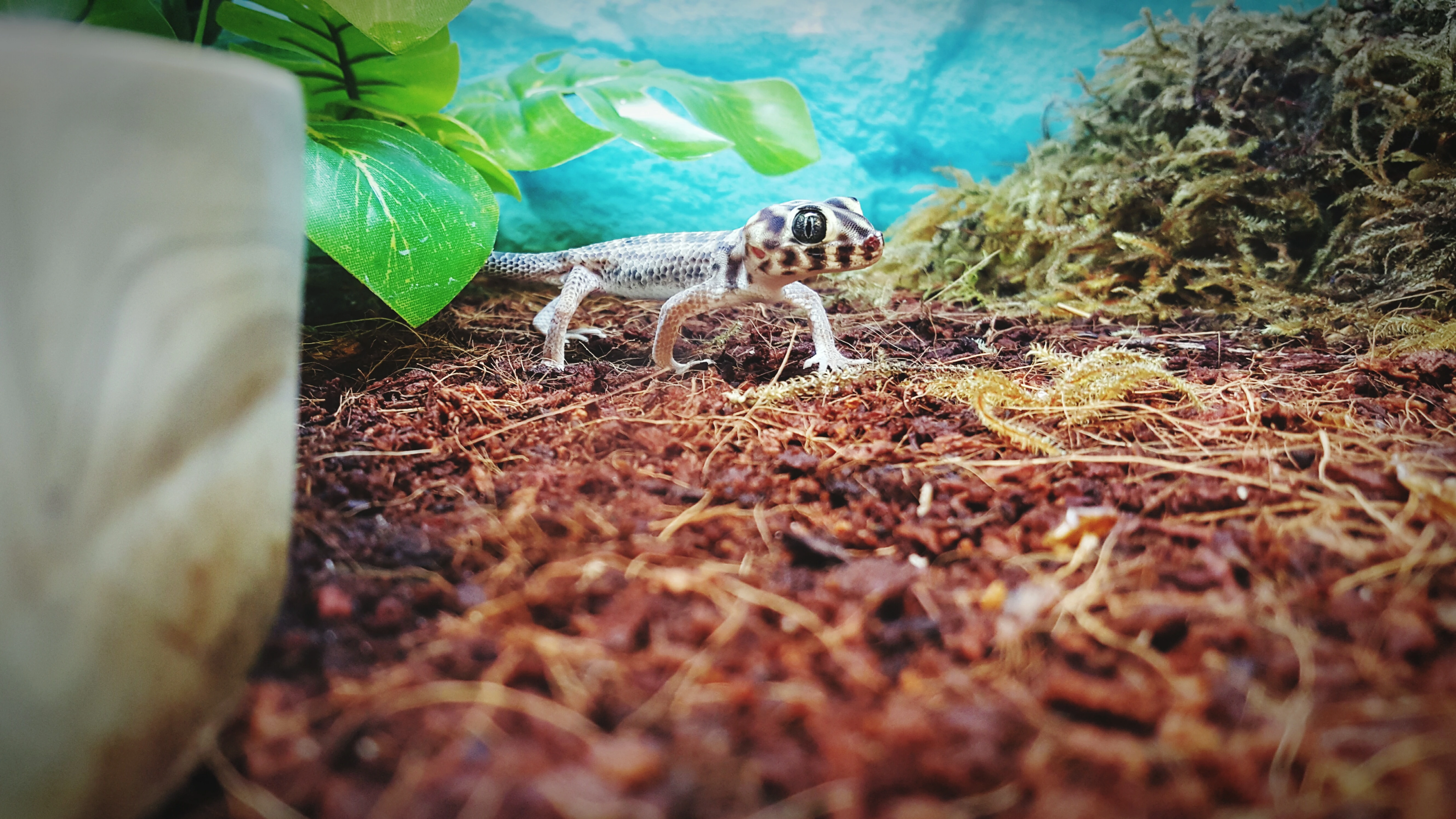 Jakie podłoże do terrarium pustynnego - przewodnik dla początkujących
