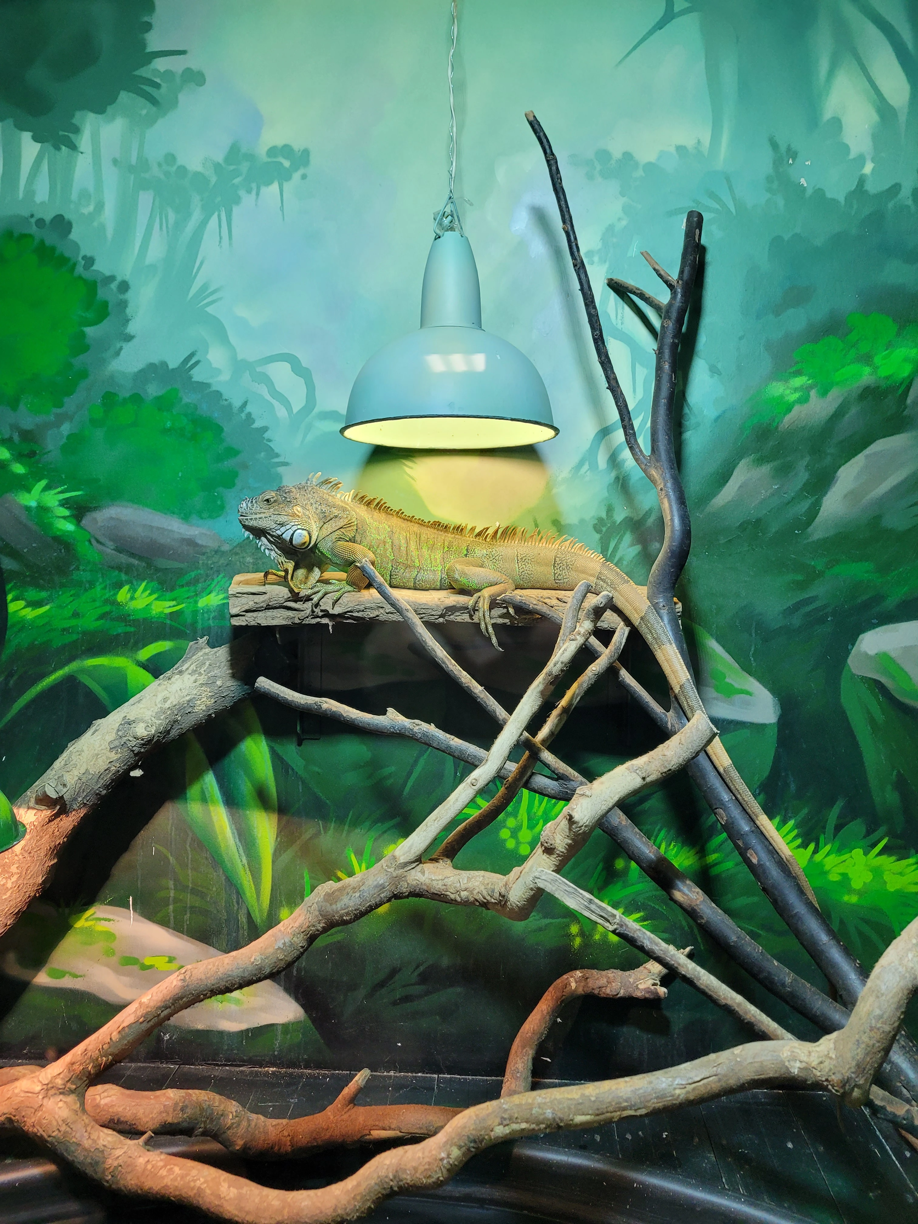 Wilgotność w terrarium – jak ją kontrolować i dlaczego ma to znaczenie?
