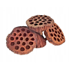 Lotos susz egzotyczny 7-10 cm