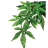 Exo Terra Silk Abutilon L