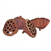 Lotos susz egzotyczny 7-10 cm