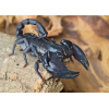 Podkładka pod mysz skorpion Heterometrus silenus