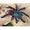 Podkładka pod mysz pająk CARIBENA VERSICOLOR