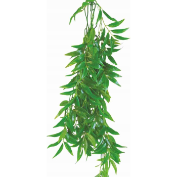 Ficus Longifolia 50 cm