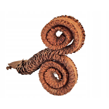 Rogi palmowe kręcone 12-17 cm