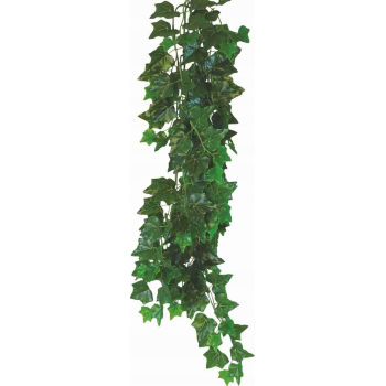 Hedera Helix 50 cm