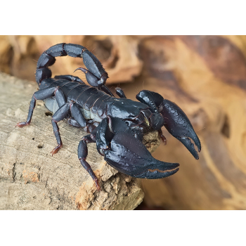 Podkładka pod mysz skorpion Heterometrus silenus
