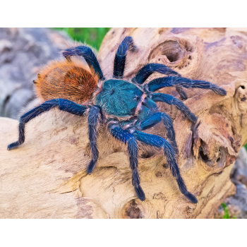 Podkładka pod mysz pająk Chromatopelma cyaneopubescens