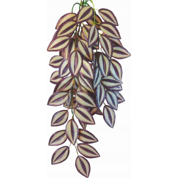 Tradescantia Zebrina trzykrotka 70 cm