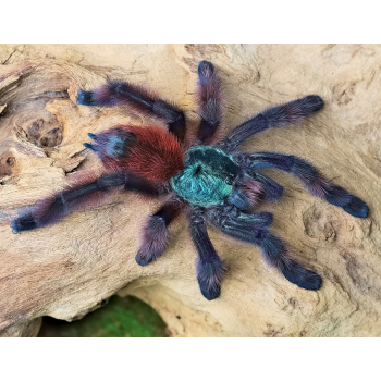 Podkładka pod mysz pająk CARIBENA VERSICOLOR
