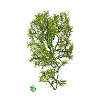 ZOO MED Cashuarina Small 36 cm