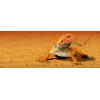Exo Terra Sand Mat podłoże higieniczne 43 cm x 43 cm