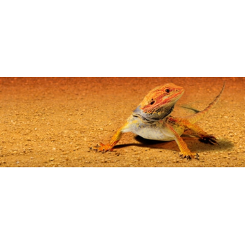 Exo Terra Sand Mat podłoże higieniczne 43 cm x 43 cm