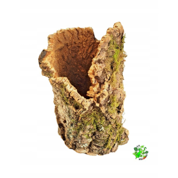 TUBA DĘBU KORKOWEGO średnica 14-18 cm, długość 32-37 cm