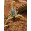 Exo Terra Stone Desert Red Czerwony piasek z gliną 5 kg