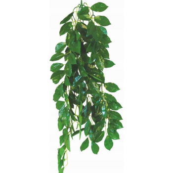 Happet Fikus 70cm