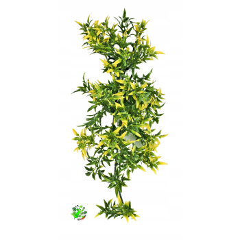 Zoo Med Bolivian Croton Medium