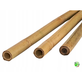 Bambus tyczka bambusowa 100 cm