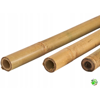 Bambus tyczka bambusowa 100 cm