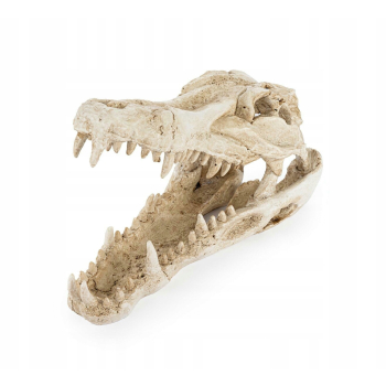 Happet Czaszka krokodyla do terrarium, akwarium 23 x 10,5 x 15,5 cm