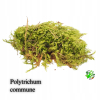Terrarium Treasure Polytrichum commune ŻYWY MECH Gwiazdkowy 13 x 13,5 x 4 cm