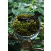 Terrarium Treasure Polytrichum commune ŻYWY MECH Gwiazdkowy 20 x 20,5 x 5,5 cm