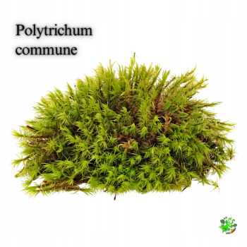 Terrarium Treasure Polytrichum commune ŻYWY MECH Gwiazdkowy 20 x 20,5 x 5,5 cm