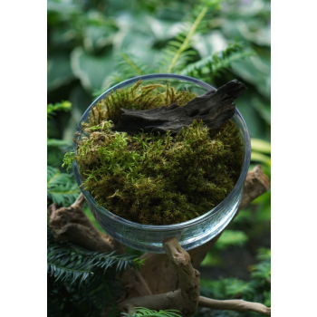 Terrarium Treasure Polytrichum commune ŻYWY MECH Gwiazdkowy 20 x 20,5 x 5,5 cm