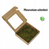 Terrarium Treasure ŻYWY MECH Płaski do terrarium 20 x 20,5 x 5,5 cm
