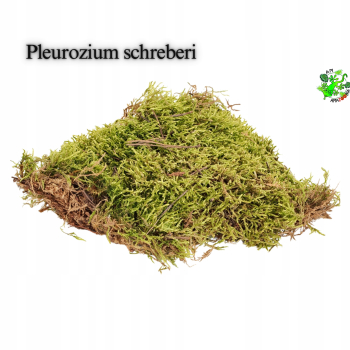 Terrarium Treasure ŻYWY MECH Płaski do terrarium 20 x 20,5 x 5,5 cm
