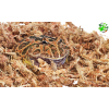 Mech torfowiec,sphagnum, dla żaby, do ukorzeniania roślin 150 g