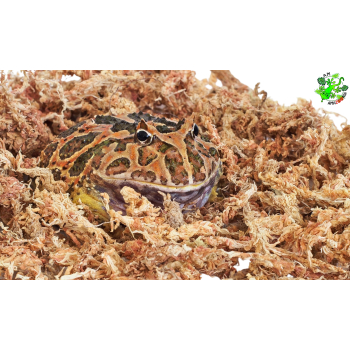 Mech torfowiec,sphagnum, dla żaby, do ukorzeniania roślin 150 g