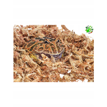 Mech torfowiec,sphagnum, dla żaby, do ukorzeniania roślin 150 g