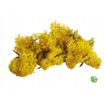 Mech chrobotek FIŃSKI żółty - wystrój terrarium, las w szkle 20 g