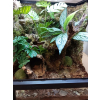 Suszone liście, naturalna ściółka do terrarium bioaktywnego DUŻE OPAKOWANIE