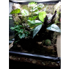 Suszone liście, naturalna ściółka do terrarium bioaktywnego DUŻE OPAKOWANIE
