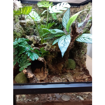Suszone liście, naturalna ściółka do terrarium bioaktywnego DUŻE OPAKOWANIE