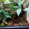 Hosta bukiet liściasty do terrarium tropikalnego 27 cm