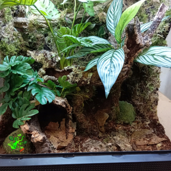 Hosta bukiet liściasty do terrarium tropikalnego 27 cm