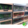 Terrarium z płyty meblowej dąb craft ze ścianką czerwoną 100 x 50 x 50 cm