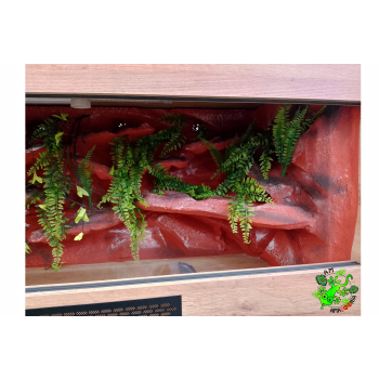 Terrarium z płyty meblowej dąb craft ze ścianką czerwoną 100 x 50 x 50 cm