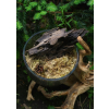 Terrarium Treasure Sphagnum cristatum ŻYWY MECH torfowiec 100g + 10% gratis