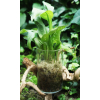 Terrarium Treasure Sphagnum cristatum ŻYWY MECH torfowiec 100g + 10% gratis