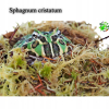 Terrarium Treasure Sphagnum cristatum ŻYWY MECH torfowiec 100g + 10% gratis
