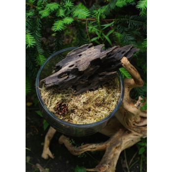 Terrarium Treasure Sphagnum cristatum ŻYWY MECH torfowiec 100g + 10% gratis