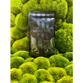 MOSS MIX + Moss Base Mix zarodników mchów i paproci - Gotowy zestaw