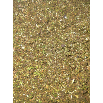 MOSS MIX + Moss Base Mix zarodników mchów i paproci - Gotowy zestaw