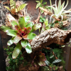 TROPICAL CLAY - Glinka - Ścianka i aranżacja w terrariach tropikalnych 3kg